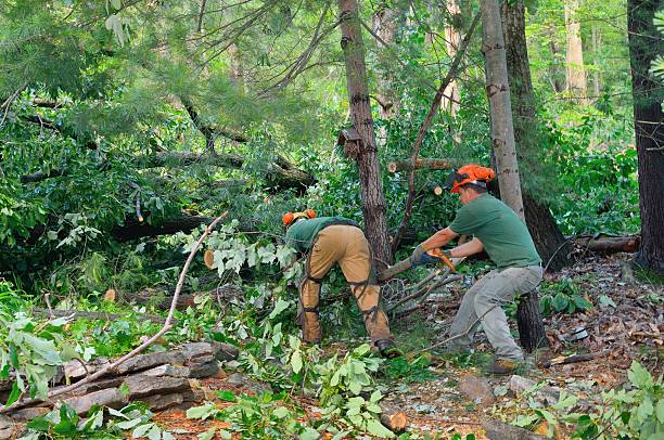 Best Tree Stump Removal  in USA